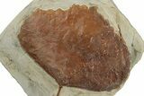 Fossil Leaf (Zizyphoides) - Montana #270229-1